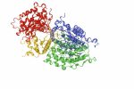hantavirus