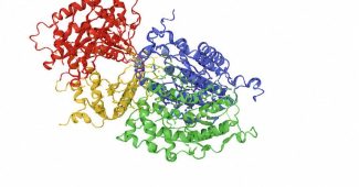 hantavirus