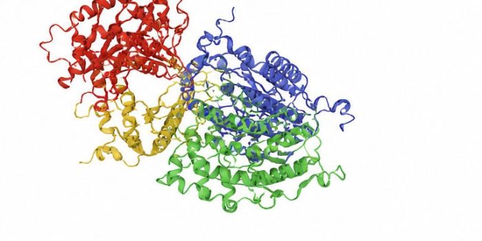 hantavirus